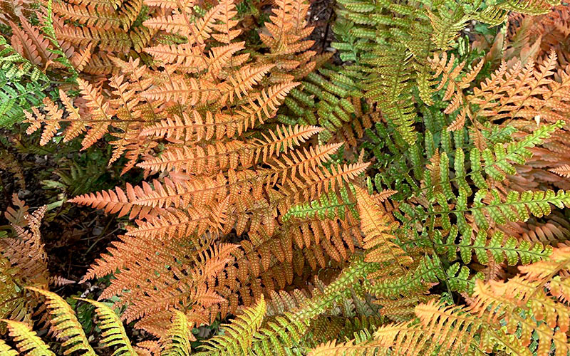 Coloridos frondes de dryopteris